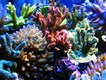 Кораллы натуральные морские