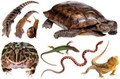 Черепахи, рептилии
