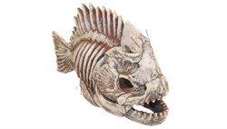Скелет рыбы №903 - фото 21877