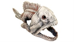 Скелет рыбы №904 - фото 21883