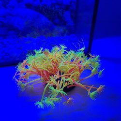 Коралл силиконовый желто-красный 7.5х7.5х10см (SH189RY) - фото 25445