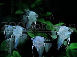 Скалярия голубая 2.5-3 см - фото 27235