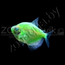 Тернеция зеленая Glofish - фото 27245