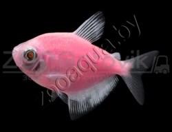 Рыбка Тернеция розовая Glofish - фото 27249