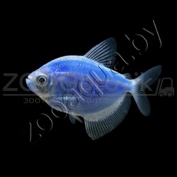 Тернеция голубая Glofish - фото 27254