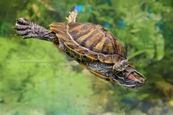 Красноухая черепаха 5-7 см. - фото 28762