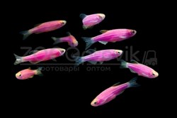 Даино Glo Fish Фиолетовый 1,5-2,0 см - фото 29695
