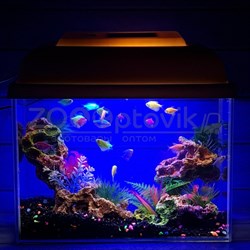 Аквариум Aqua Glo прямоугольник на 10л. день/ночь с рыбками тернеция GloFish - фото 30306