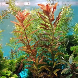 прозерпинака аквариумное растение. прозерпинака палюстрис аквариумное растение. прозерпинака палюстрис.