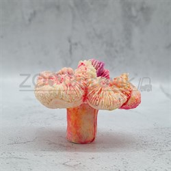 Светящийся Коралл лилия персиковый Кс-416 - фото 32720