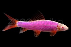 Лабео GloFish фиолетовые 2 - 2.5 см. - фото 33377