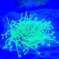 Декор из силикона Коралл зеленый светящийся (7.5x7.5x10) - фото 35264