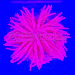 Декор из силикона Коралл мягкий 13x13x10 см. розовый - фото 35564
