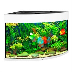 Купить Аквариум Biodesign Диарама 150, силикатное стекло Pilkington Optifloat™, 5-6 мм, 130 л, 63x63x52 см, шторка для автокормушки, белый