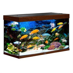 Купить Аквариум Biodesign Риф 200, силикатное стекло Pilkington Optifloat™, 6-8 мм, 185 л, 101x41x56 см, шторка для автокормушки, золотой орех