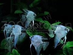 Скалярия голубая 2.5-3 см