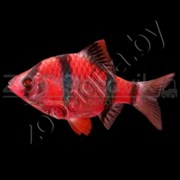 Барбус суматранский Glo Fish алый 2,5-2,9см
