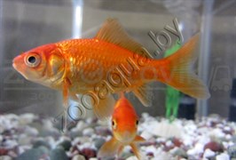 Золотая рыбка мини (для круглых аквариумов)