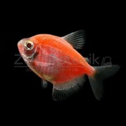 Тернеция Glo Fish Оранжевая 2,5-2,8 см