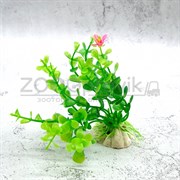 Растения MIX AР 10см, 10 шт в ассортименте