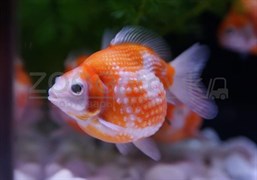 Золотая рыбка - Жемчужная 3,5-4,0 см (Яркая)