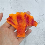 Коралл веер оранж акрил Кр-521