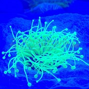 Декор из силикона Коралл зеленый светящийся (7.5x7.5x10)
