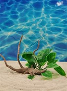 Декорация Анубиас на коряге для аквариума ZooAqua 24x17 см купить с доставкой