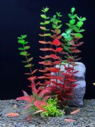 Купить Искусственное растение для аквариума ZooAqua C-1158, пластик и керамика, 28x8x5 см