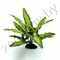 Растение шелковое Plant 035 50 см - фото 15042