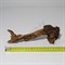 Мангровая коряга Heavy Driftwood 30-40 см  - фото 21968