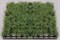 Растение пластиковое Коврик 12,5х25см, зеленое - фото 23517