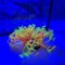 Коралл силиконовый желто-красный 7.5х7.5х10см (SH189RY) - фото 25445