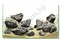 Набор камней GLOXY Зебра разных размеров - фото 26872