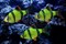 Барбус Сумантранский зеленый Glofish - фото 27244