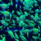 Тернеция зеленая Glofish - фото 27246