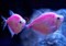 Рыбка Тернеция розовая Glofish - фото 27251