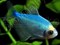 Тернеция голубая Glofish - фото 27255