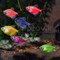 Тернеция голубая Glofish - фото 27256