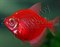Тернеция бордовая Glofish - фото 27258