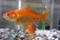 Золотая рыбка мини (для круглых аквариумов) - фото 27300