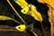 Моллинезия лирахвостая черно-желтая 4 см - фото 27318