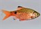 Барбус огненный - фото 27843