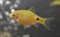 Барбус золотой - фото 27849