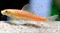 Гиринохейлус золотой - фото 27879