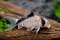 Коридорас панда - фото 27892