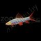Лабео голубой Glo Fish (не мелкие) - фото 27898