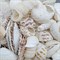 Shell 002 Набор морских раковин в сеточке 200 гр ФРУКТЫ МОРЯ МИКС - фото 28755 Shell 002 Набор морских раковин в сеточке 200 гр ФРУКТЫ МОРЯ МИКС - фото 28755