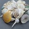 Shell 001 Набор морских раковин в сеточке 200 гр ФРУКТЫ МОРЯ МИКС - фото 28760 Shell 001 Набор морских раковин в сеточке 200 гр ФРУКТЫ МОРЯ МИКС - фото 28760