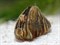 Улитка Дрейссана - пресноводная моллюск двухстворчатый - фото 29579